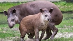 Tapir Lupo wandert aus. (Bild: ZooSchmiding / Peter Sterns)