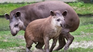 Tapir Lupo wandert aus. (Bild: ZooSchmiding / Peter Sterns)