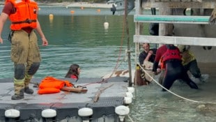 Das Jungtier hatte sich unter dem Bootshaus „verschanzt“. (Bild: ZOOM Tirol)
