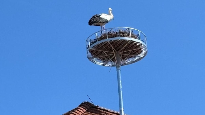 Kurz nachdem das Nest montiert worden war, saß bereits ein Storch auf dem neuen Horst.