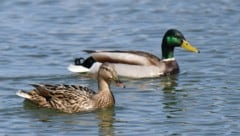 Das Fütterungsverbot von Enten und Fischen wollte ein Vater nicht hinnehmen. (Bild: P. Huber)