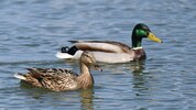 Das Fütterungsverbot von Enten und Fischen wollte ein Vater nicht hinnehmen.