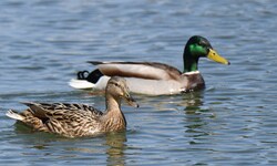 Das Fütterungsverbot von Enten und Fischen wollte ein Vater nicht hinnehmen.