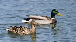 Das Fütterungsverbot von Enten und Fischen wollte ein Vater nicht hinnehmen.