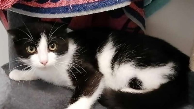 Ideale Zweitkatze: Bocelli (Bild: Nina Mocnik)