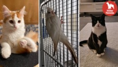 Niedliche Tiere wollen wieder zu ihrem Besitzer oder werden vermisst. (Bild: TSV Tirol )