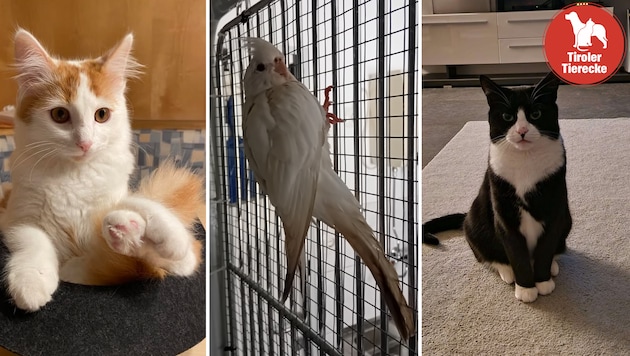 Niedliche Tiere wollen wieder zu ihrem Besitzer oder werden vermisst. (Bild: TSV Tirol )