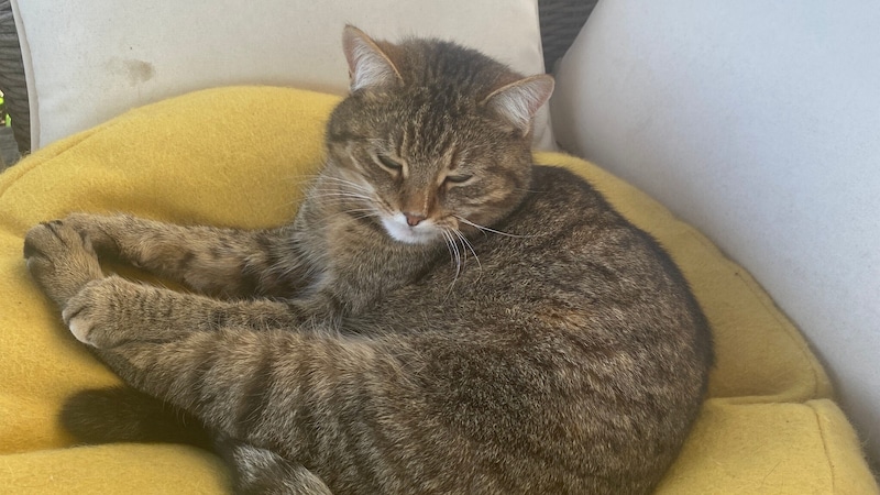 Tigra wird vermisst (Bild: Mayskaya)