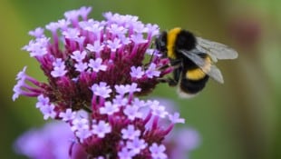 Unterstützt wird das Hummel-Projekt vom Lebensmittelhändler HOFER im Rahmen eines langjährigen Bienenschutzfonds. (Bild: Victoria - stock.adobe.com)