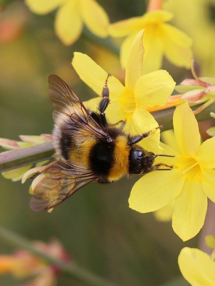 Die Gartenhummel, Bombus hortorum, ist schwarz und hat zwei gelbe Binden am Vorder- und Hinterrand des Brustabschnitts sowie eine dritte am „Tergum 1“ des Hinterleibs. Das Hinterleibsende ist weiß behaart.