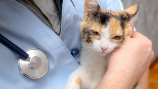 Die gerichtlich bestellte Erwachsenenvertreterin der Tierhalterin sah das Wohl der Katze nicht als ihren Wirkungsbereich an. (Symbolfoto) (Bild: Kristina - stock.adobe.com)