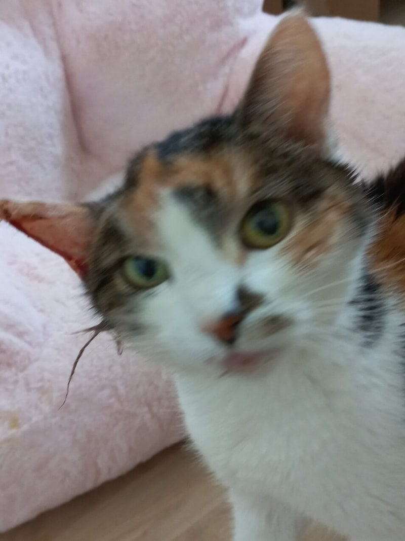 Eines der letzten Bilder, das Frau K. von ihrer „Kitty“ geblieben ist. (Bild: privat)