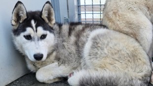 Auch ein Husky (Symbolfoto) war in den Hundestreit verwickelt. (Bild: Tierheim Murtal)