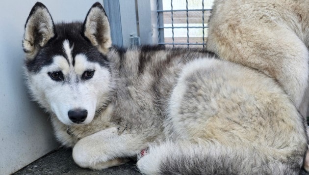 Auch ein Husky (Symbolfoto) war in den Hundestreit verwickelt. (Bild: Tierheim Murtal)