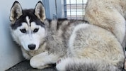 Auch ein Husky (Symbolfoto) war in den Hundestreit verwickelt.