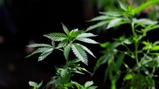 Wenn die Polizei Essex eine Cannabisfarm entdeckt, beschlagnahmen die Beamten die Pflanzen und ziehen sie selbst hoch. (Bild: AP/Ted S. Warren)