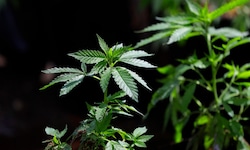 Wenn die Polizei Essex eine Cannabisfarm entdeckt, beschlagnahmen die Beamten die Pflanzen und ...