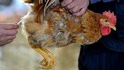 Virologen mahnen zu intensiveren Überwachungsmaßnahmen. Im Bild oben sehen Sie die Entnahme von ...