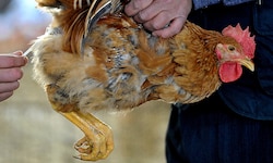 Test auf Vogelgrippe bei einem Huhn (Archivbild)