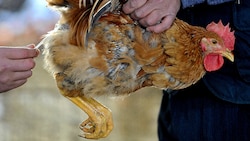 Vogelgrippe-Test an einem Huhn