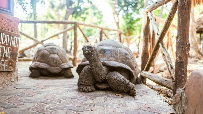 Unzählige Schildkröten leben auf Prison Island