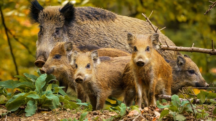 In der Nachwuchszeit reagieren weibliche Wildschweine, sogenannte Bachen, besonders empfindlich auf „Eindringlinge“. 