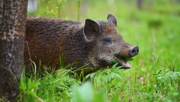 Wildschweine bewegen sich meist in den frühen Morgen- oder Abendstunden durchs Unterholz. (Bild: VOLODYMYR BURDYAK)