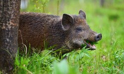 Wildschweine bewegen sich meist in den frühen Morgen- oder Abendstunden durchs Unterholz.