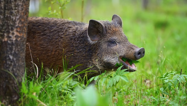 Wildschweine bewegen sich meist in den frühen Morgen- oder Abendstunden durchs Unterholz.