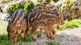 Die drei Pinselohrschweine. (Bild: Zoo Salzburg/Angelika Köppl)