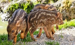 Die drei Pinselohrschweine.