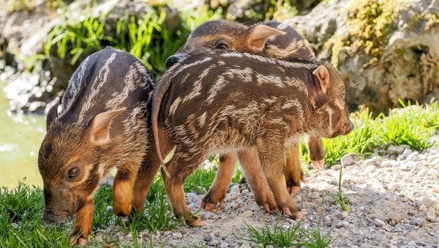 Die drei Pinselohrschweine. (Bild: Zoo Salzburg/Angelika Köppl)
