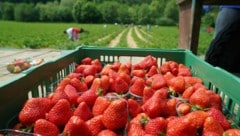 Bei einem Betrieb wurden gleich zwölf illegale Erntehelfer angetroffen (Symbolbild).  (Bild: Pail Sepp)