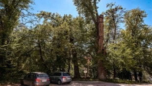 Drei uralte Bäume am Kapuzinerberg in Ried verloren ihren Naturdenkmalschutz. (Bild: Pressefoto Scharinger/Daniel Scharinger)
