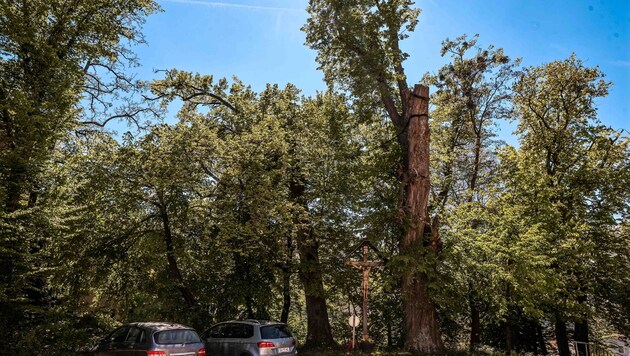 Drei uralte Bäume am Kapuzinerberg in Ried verloren ihren Naturdenkmalschutz.