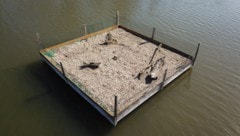 WWF-Aktivist Michael Stelzhammer und sein Team greifen den raren Flussseeschwalben mit Bruthilfen unter die zarten Flügel. (Bild: Georg Frank / WWF Österreich)
