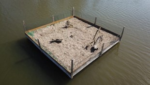 WWF-Aktivist Michael Stelzhammer und sein Team greifen den raren Flussseeschwalben mit Bruthilfen unter die zarten Flügel. (Bild: Georg Frank / WWF Österreich)