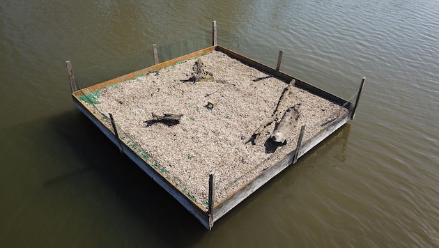 WWF-Aktivist Michael Stelzhammer und sein Team greifen den raren Flussseeschwalben mit ...