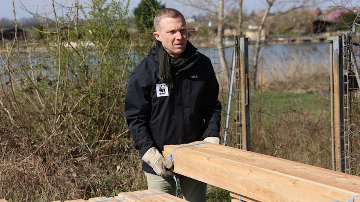 WWF-Aktivist Michael Stelzhammer und sein Team greifen den raren Flussseeschwalben mit ...