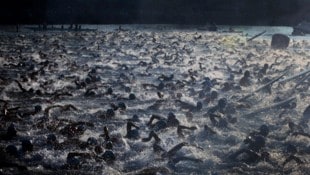 - (Bild: AP/Chris Stewart)