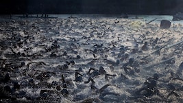 - (Bild: AP/Chris Stewart)