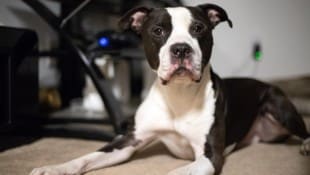 Für viele ist ein Hund die beste Alarmanlage (Symbolbild).