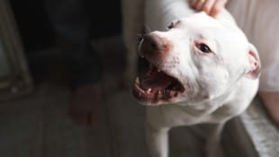 Die Besitzerin hatte für den Listenhund keinen Hundeführschein (Symbolbild). (Bild: Irina Polonina - stock.adobe.com)