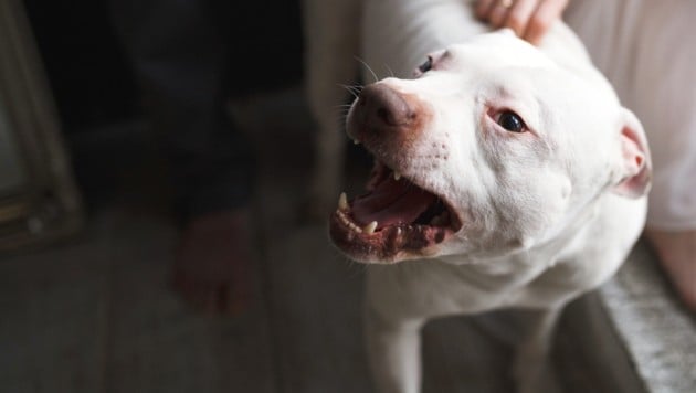 Die Besitzerin hatte für den Listenhund keinen Hundeführschein (Symbolbild). (Bild: Irina Polonina - stock.adobe.com)