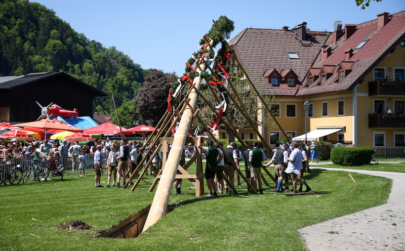 Maibaumaufstellen in Grödig (Bild: Tröster Andreas)