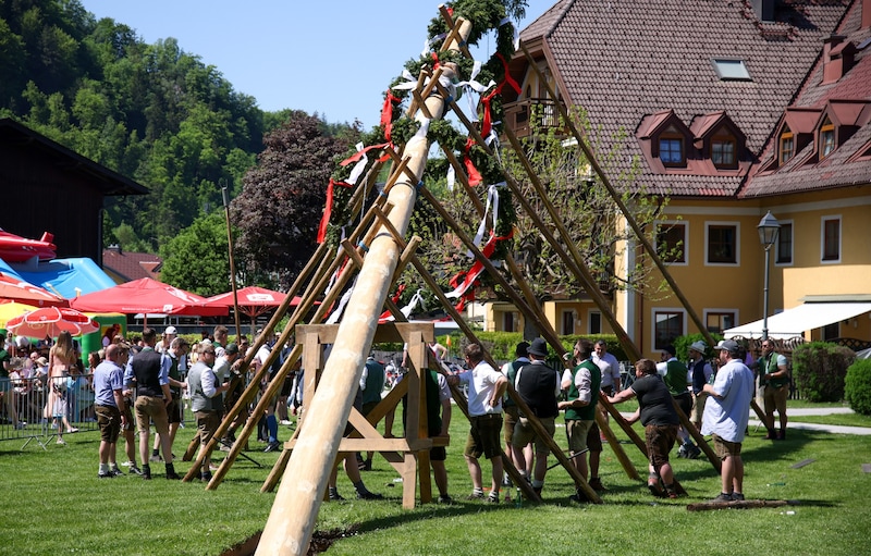 Maibaumaufstellen in Grödig (Bild: Tröster Andreas)