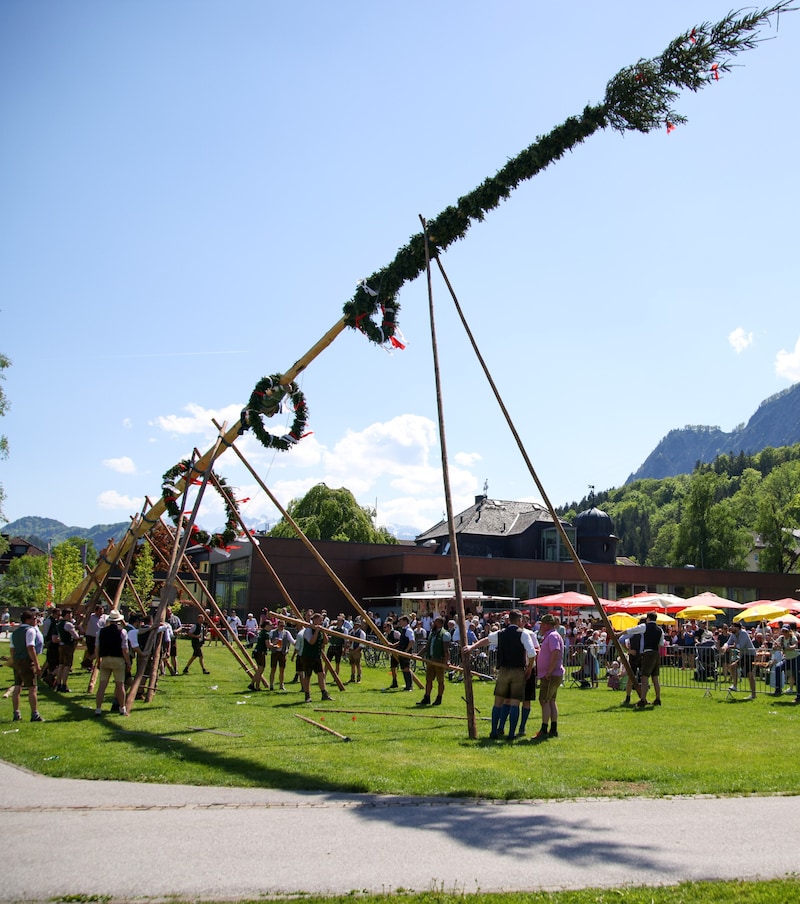 Maibaumaufstellen in Grödig (Bild: Tröster Andreas)