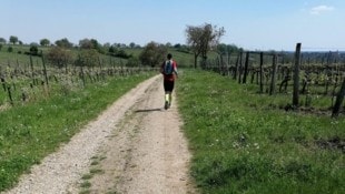 Vier Runden zwischen Weingärten mit Start und Ziel am Volksfestgelände sind für die Marathon-Distanz zu absolvieren.  (Bild: Lauftreff Gols)