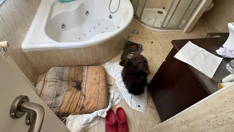 Im Bad wurde auch eine verwahrloste Katze entdeckt. (Bild: Polizei)