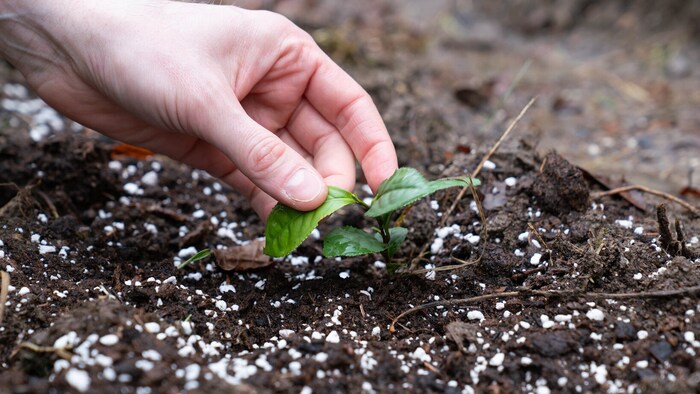 Im Pechgraben wurden die „Camellia sinensis“-Pflanzen gesetzt.